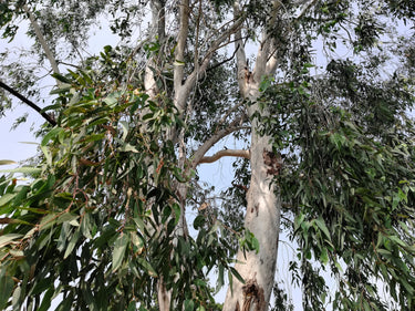 25 RED FOREST GUM Tree Eucalyptus Tereticornis Blue Grey Mountain Flower Seeds